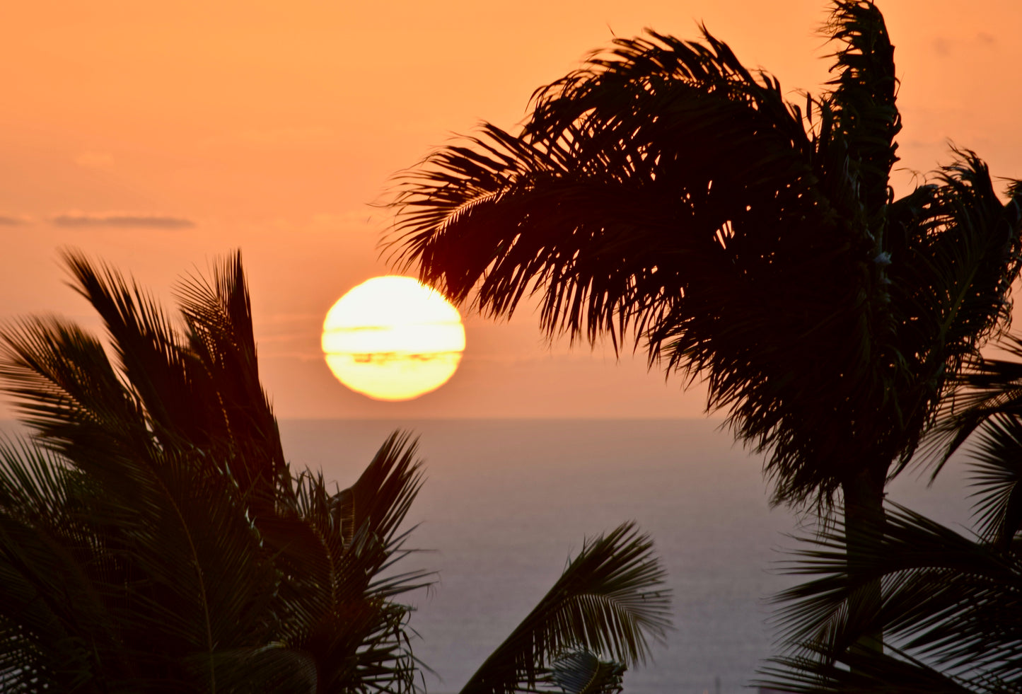 Tirage Fine Art - Coucher de soleil et palmier