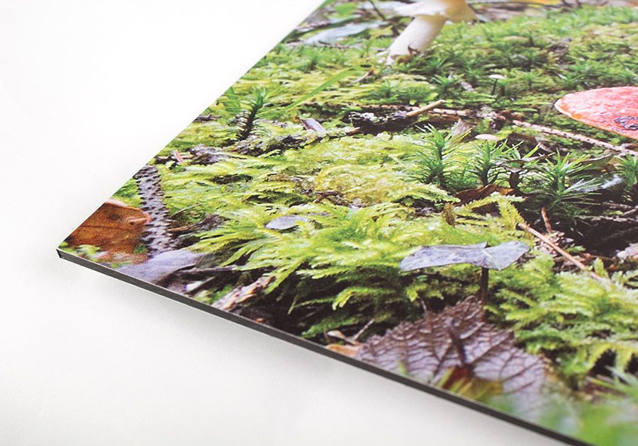Tirage Fine Art - Mouettes en plein vol