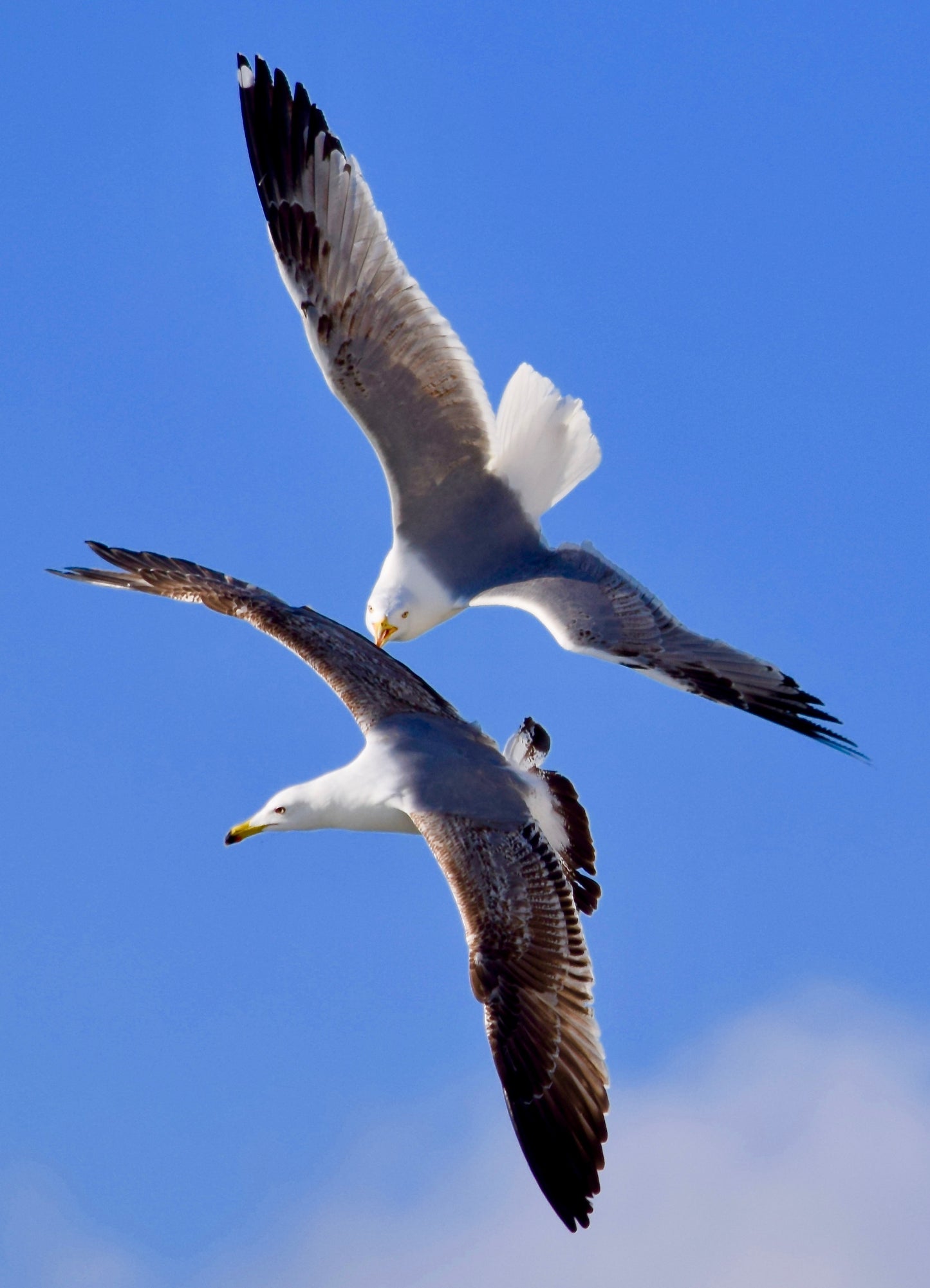 Tirage Fine Art - Mouettes en plein vol