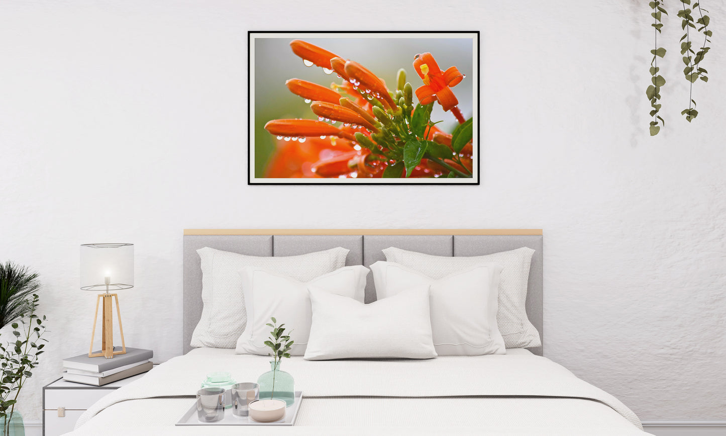 Tirage Fine Art - Fleur Liane Aurore rosée