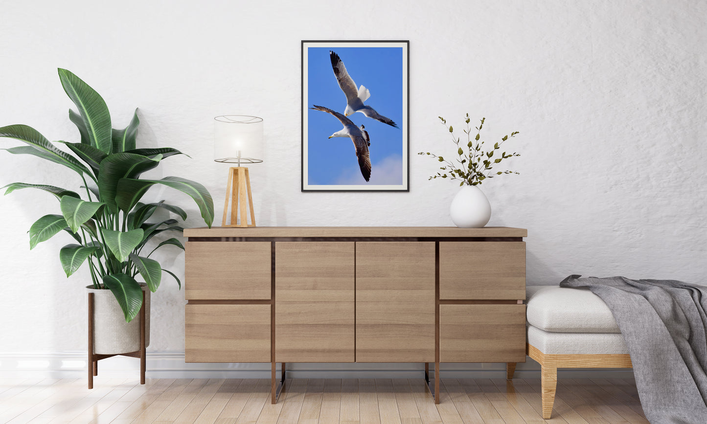 Tirage Fine Art - Mouettes en plein vol